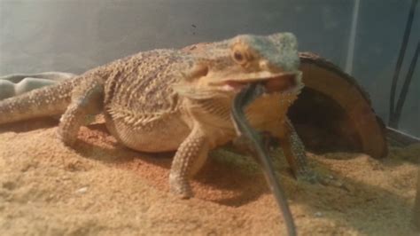 Bearded Dragon Eats Long-Tailed Lizard - YouTube