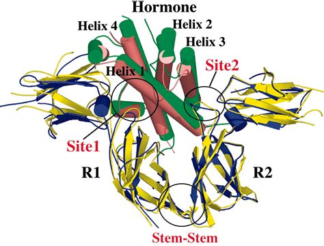 The high- and low-affinity receptor binding sites of growth hormone are ...