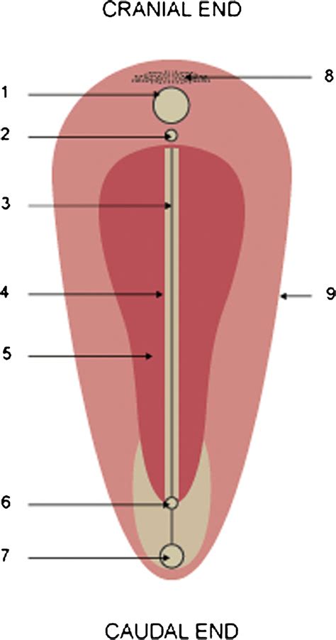 Normal longitudinal schematic image of a human embryo with a single... | Download Scientific Diagram