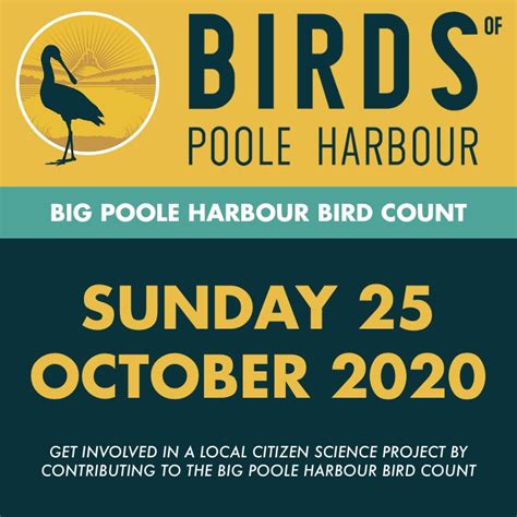 The Big Poole Harbour Bird Count Is Back! - Birds of Poole Harbour