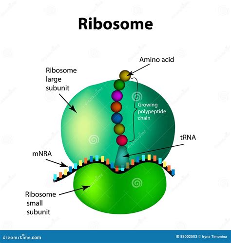 The Structure Of The Ribosome. Infographics. Vector Illustration On ...