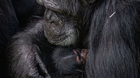 Birth of endangered western chimpanzee at Chester Zoo 'hugely ...