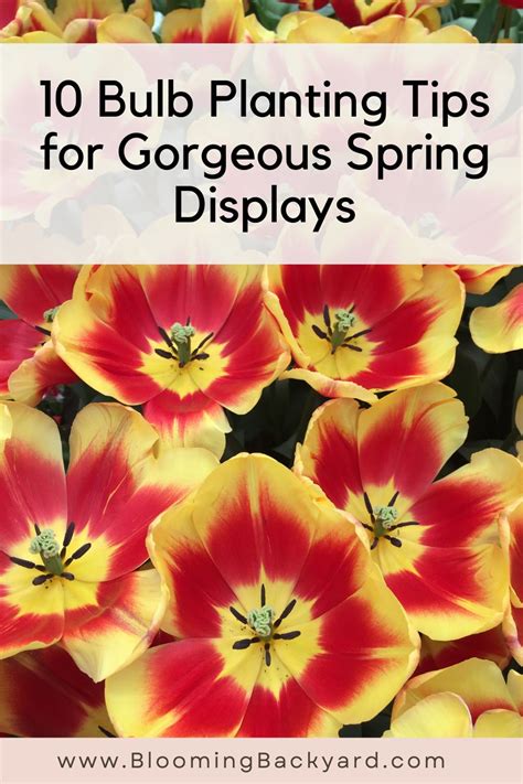 10 Bulb Planting Tips for Gorgeous Spring Displays