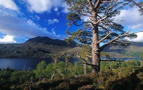 Peatlands restoration under way at Beinn Eighe and Ben Wyvis nature ...