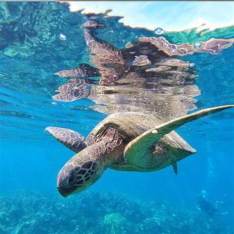 The 4 Top Places to Go Snorkeling on Maui - Sea Maui - Lahaina | NearSay