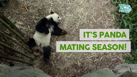 River Safari: 6 Signs That Panda Mating Season Is Here - YouTube