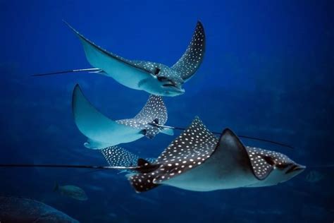 15 Stunning Stingray Facts | Beautiful sea creatures, Marine animals ...