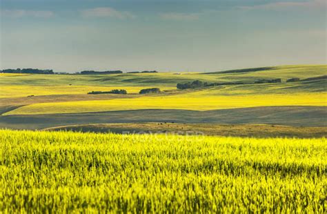 Glowing flowering canola field on rolling hills at sunrise, North of ...