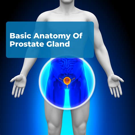 Basic Anatomy Of Prostate Gland - Man Cave Health