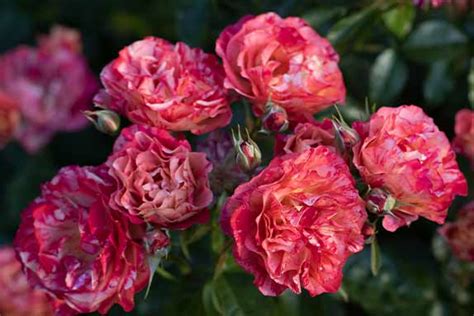 USDA Rose Hardiness Zone Map – Heirloom Roses