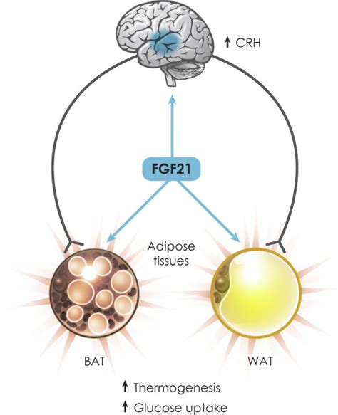 A Dozen Years of Discovery: Insights into the Physiology and Pharmacology of FGF21: Cell Metabolism