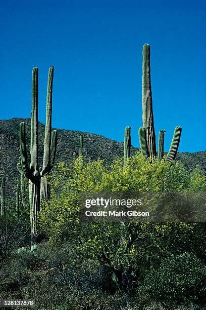 45 Gibson Desert Plants Stock Photos, High-Res Pictures, and Images ...