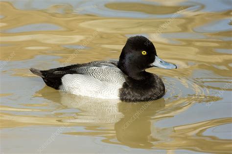 Lesser Scaup - Stock Image - F032/0265 - Science Photo Library