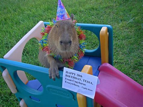 Capybaras! | Capybara, Fluffy animals, Pet costumes