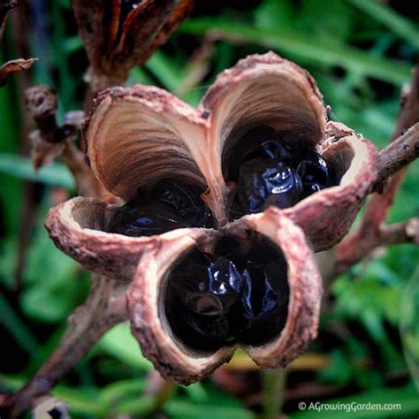 Collecting Daylily Seeds