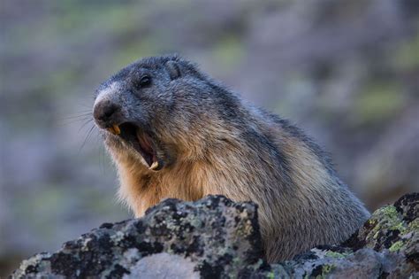 AENDER BREPSOM PHOTOGRAPHY: Alpine marmot