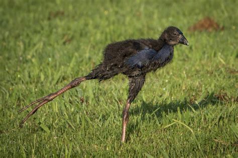 A New Zealand Native Pukeko Baby Stretching Its Leg Stock Image - Image of wing, nature: 276252627