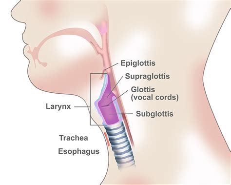 Staging Laryngeal Cancer | Affiliated Oncologists