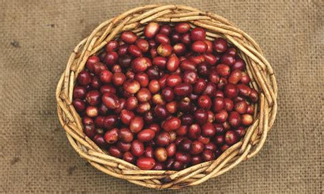 Sumatran coffee: a guide to the ideal roast