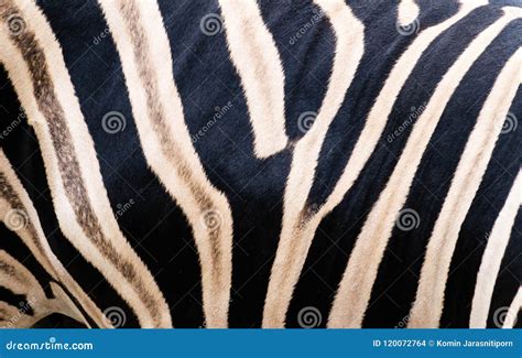 Zebra skin stock photo. Image of blue, draw, beauty - 120072764