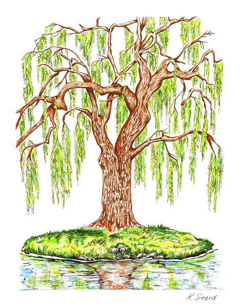 Weeping Willow Drawing by Karen Sirard