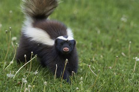 Rabid Skunk Attacks Toddler in Massachusetts, Mother Kicks It to Get It Off: 'We Were Screeching ...