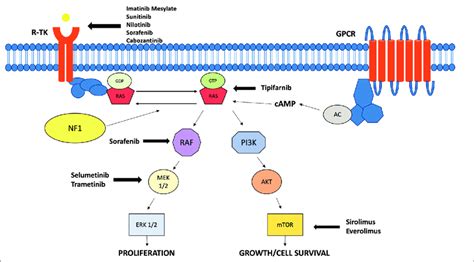 Signaling pathways and drug targets. AC: Adenyl cyclase; cAMP: Cyclic ...