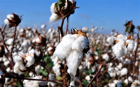 Growing Conditions And Nutrient Requirements Of Bt Cotton - Kisanvedika | BigHaat