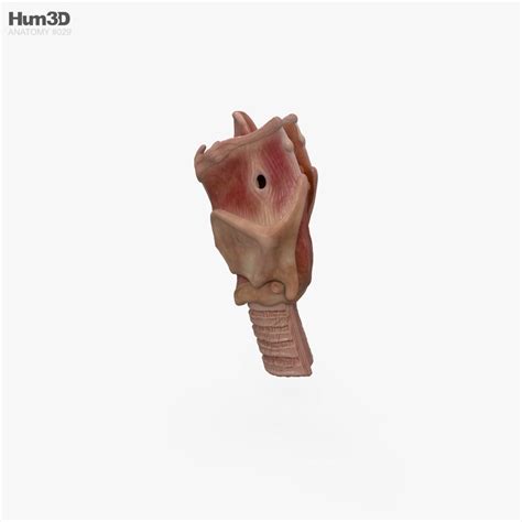 Larynx 3D model - Anatomy on Hum3D