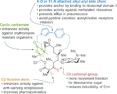 Structure–activity relationships of ketolides. | Download Scientific Diagram