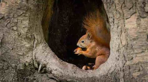 Why Do Squirrels Break Branches Off Trees?