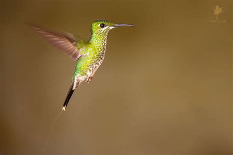 Hovering Hummingbird by thrumyeye on DeviantArt