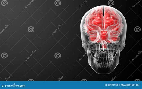 Human brain X ray stock illustration. Illustration of healthcare - 38121159