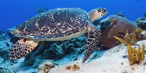 VOLUNTEER TO HELP SEA TURTLES IN THE RIVIERA MAYA, MEXICO