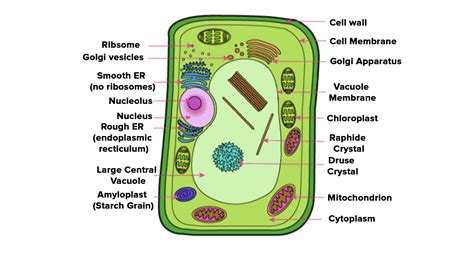 Animal Cell Diagram To Label