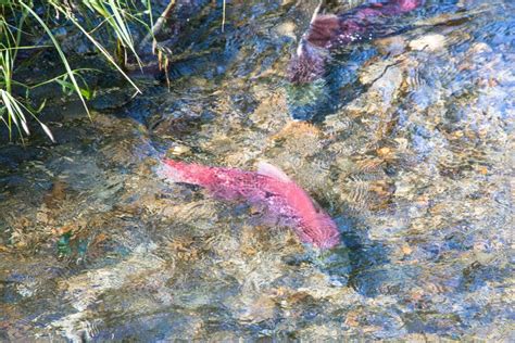 Salmon Spawning in Shallow Waters, Alaska Stock Photo - Image of ...