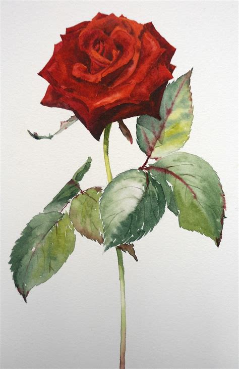 a painting of a single red rose with green leaves on it's stem, in front of a white background