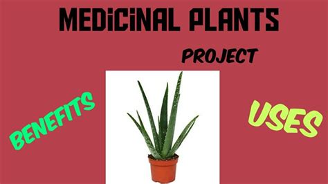 #Medicinal plants and its uses/#herbs/ how to make a chart of medicinal ...