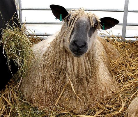 wensleydale sheep pics - Google Search