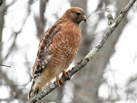 [10000印刷√] red shouldered hawk bird 160427-Red shouldered hawk florida birds of prey - Pict4udwod