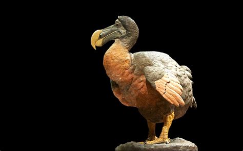 El Dodo podría regresar a la vida en 2027 a partir de su ADN prehistórico