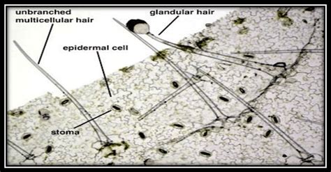 2.5. " Types of trichomes" | Download Scientific Diagram