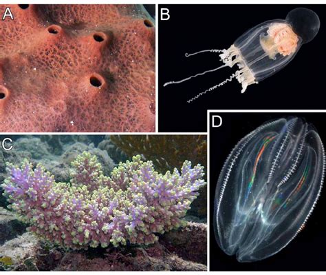 Examples of basal metazoans. (A) A species of the sponge genus... | Download Scientific Diagram