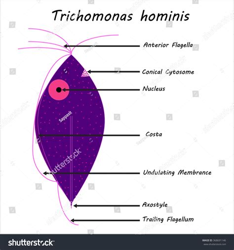 Trichomonas Hominis