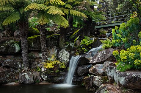 Plan your visit to the Blue Mountains Botanic Garden Mount Tomah | Botanic Gardens of Sydney