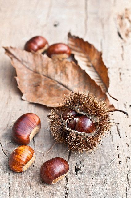 190 idées de Chataignes en 2021 | châtaigne, couleur automne, photo fruit