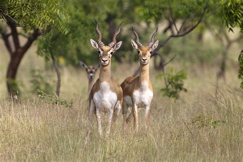 Bhadra Wildlife Sanctuary, Chikmagalur: How To Reach, Best Time & Tips