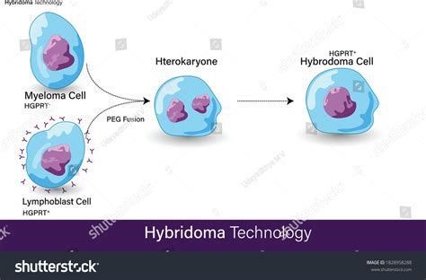 Hybridoma Fusion Photos and Images | Shutterstock