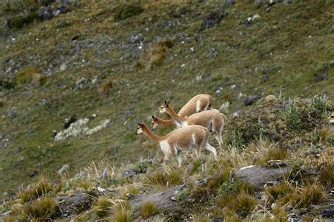 Premium Photo | The vicuña (vicugna vicugna)