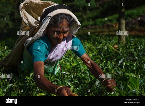 Tea estate in Nuwara Eliya District, Sri Lanka Stock Photo - Alamy